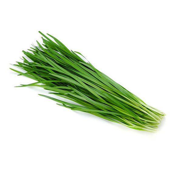 CHINESE CHIVES 韭菜